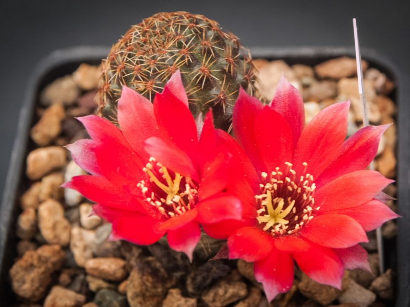 rebutia brunneoradicata