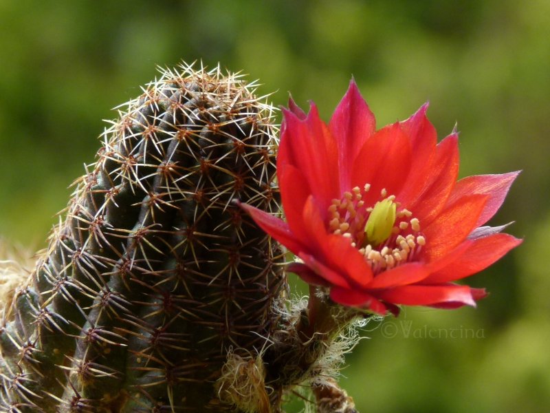 Rebutia brunneoradicata FR 1109