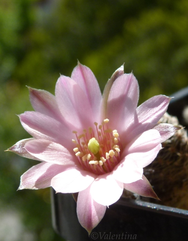 rebutia canacruzensis