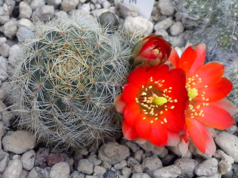 Rebutia christinae 