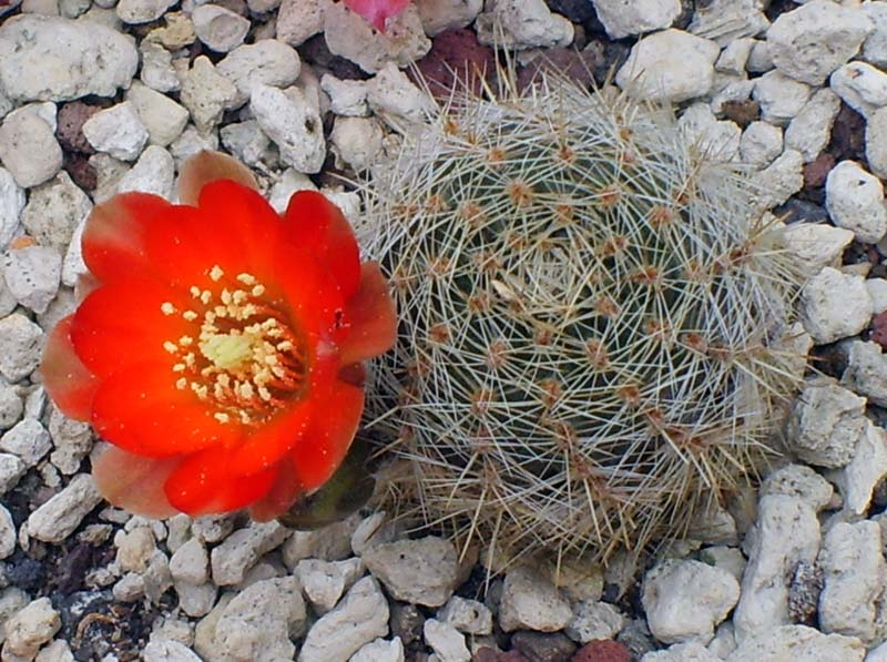 Rebutia christinae 