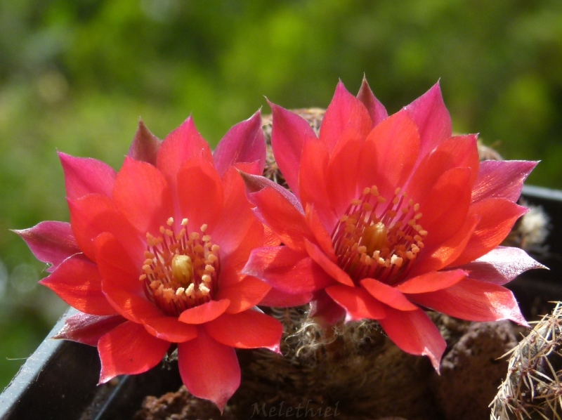 Rebutia colorea 