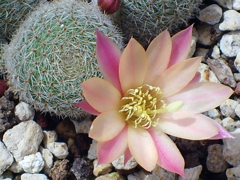 Rebutia cv. Sunrise 