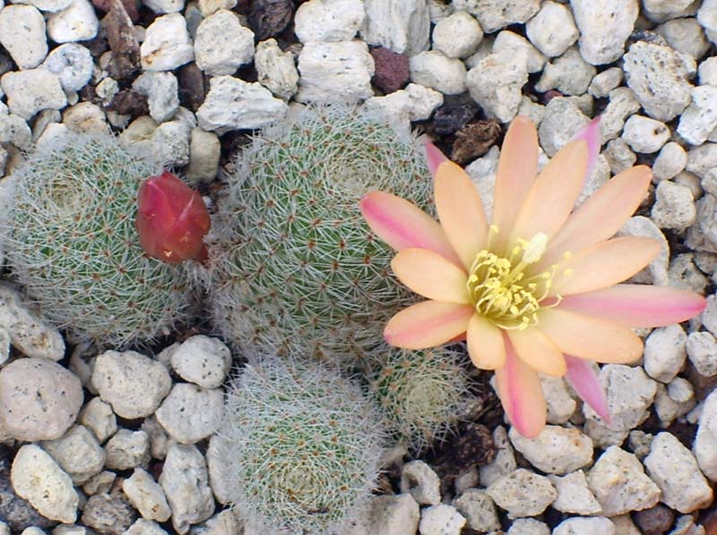 Rebutia cv. sunrise 