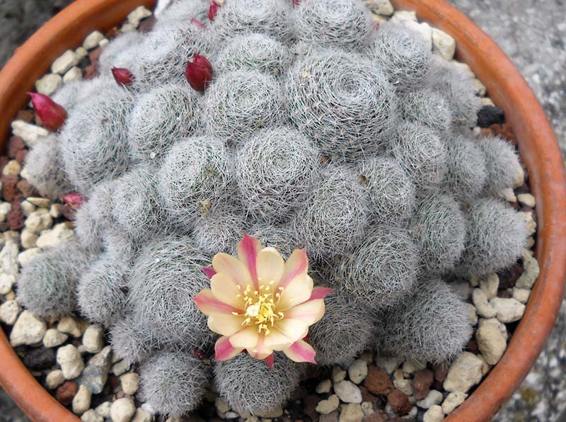 Rebutia cv. Sunrise 