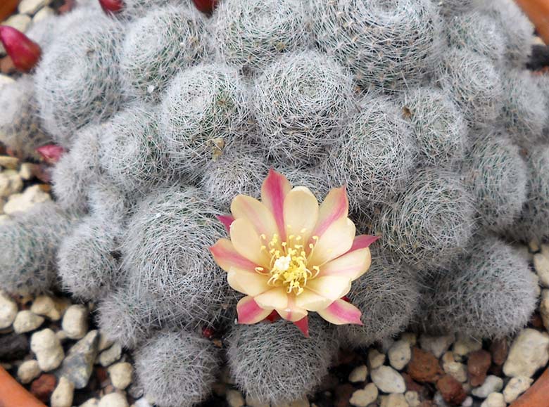 Rebutia cv. sunrise 