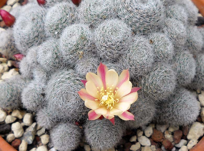 Rebutia cv. Sunrise 