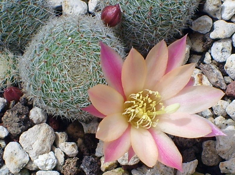 Rebutia cv. sunrise 