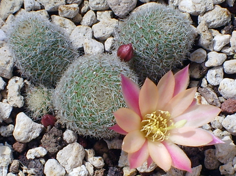 Rebutia cv. Sunrise 