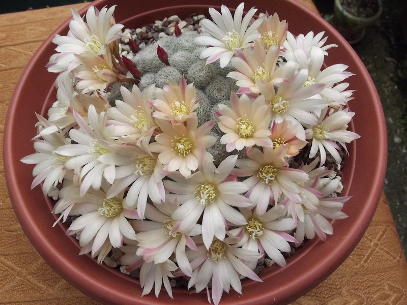 Rebutia cv. Sunrise 