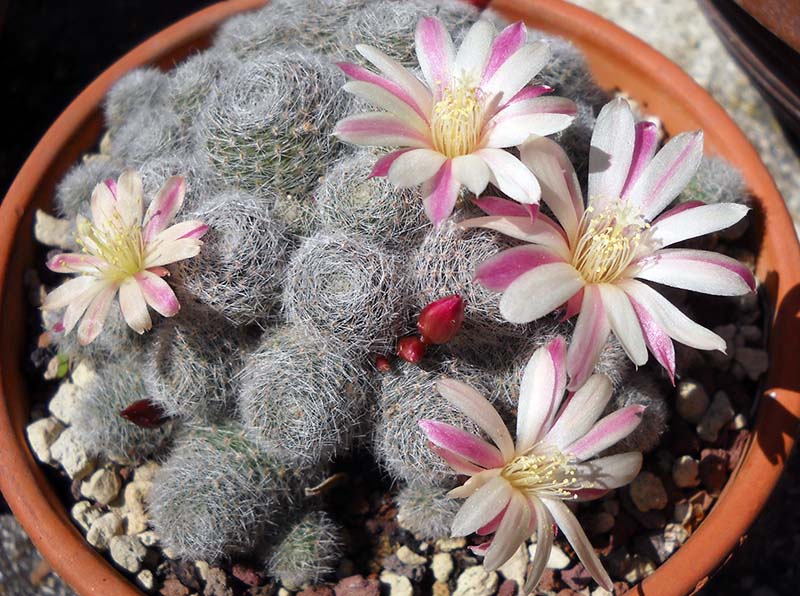 Rebutia cv. Sunrise 