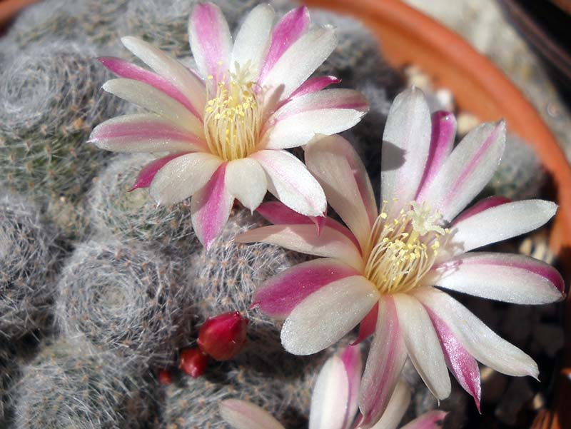 Rebutia cv. sunrise 