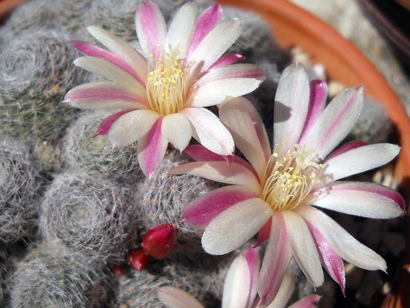 Rebutia cv. Sunrise 