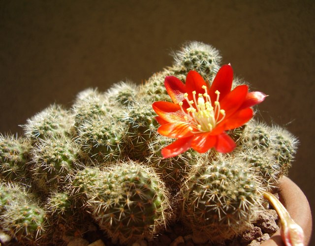 Rebutia decrescens KK 1924