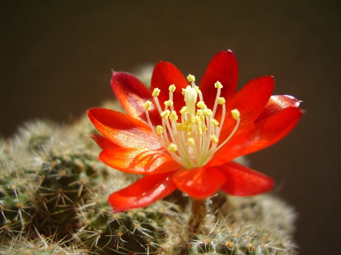 Rebutia decrescens KK 1924