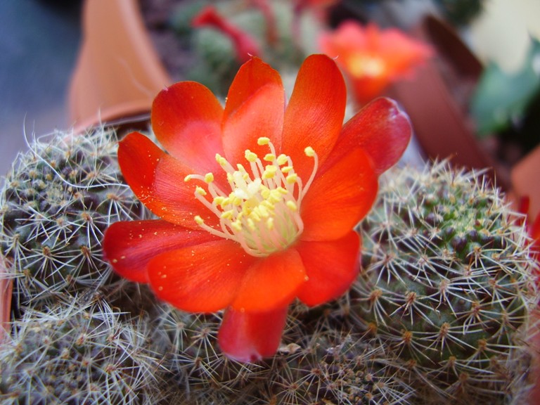 Rebutia decrescens 