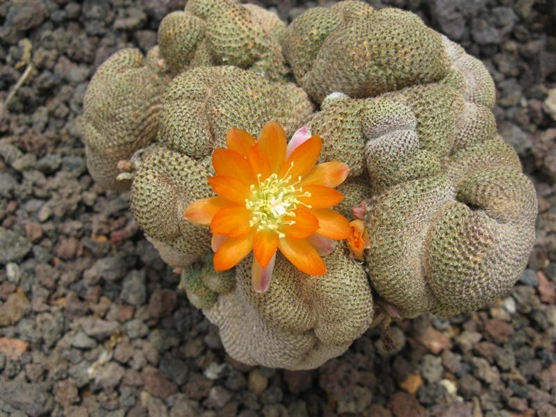 Rebutia heliosa f. cristata 