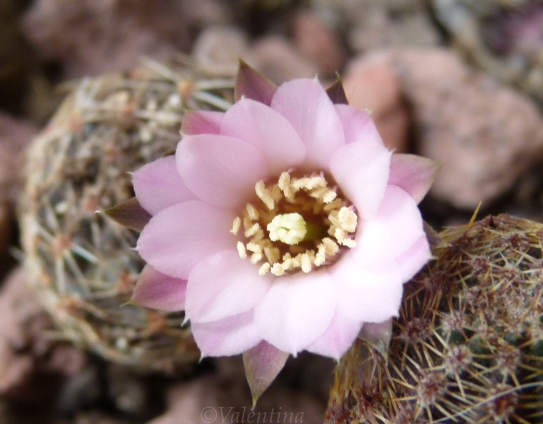 rebutia eos