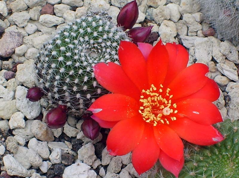 Rebutia fabrisii 