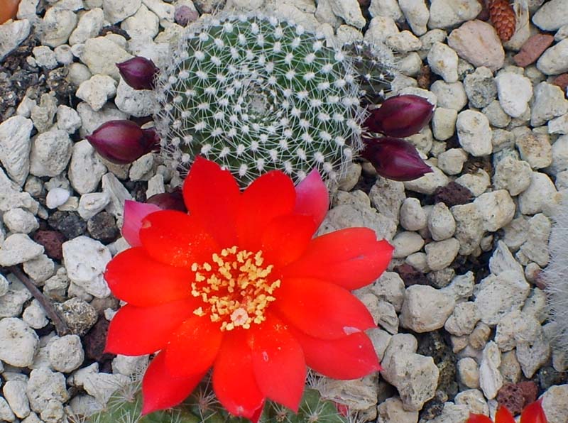 Rebutia fabrisii 