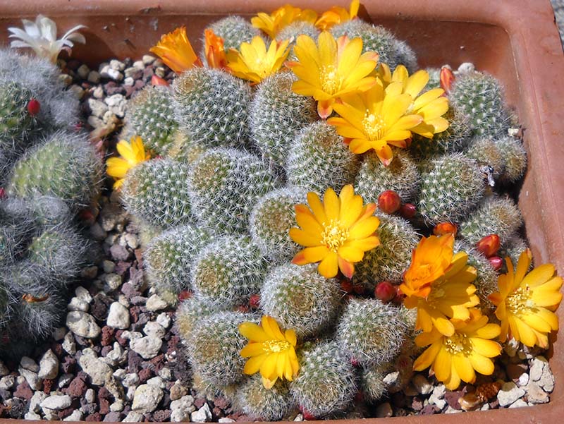 Rebutia fabrisii v. aureiflora 