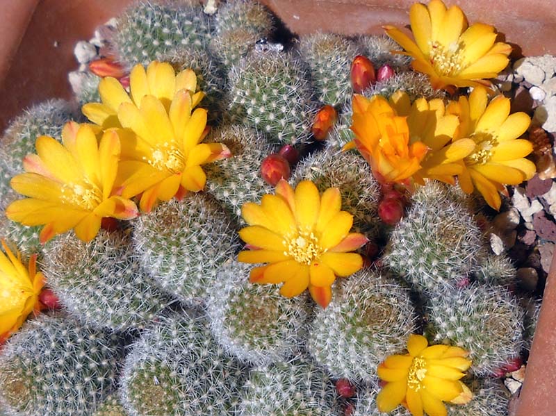 Rebutia fabrisii v. aureiflora 