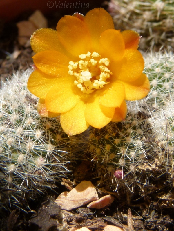 Rebutia fabrisii v. aureiflora 