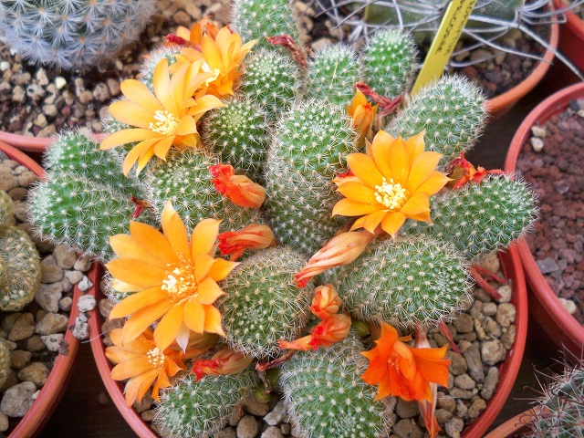 Rebutia fabrisii v. flaviflora 