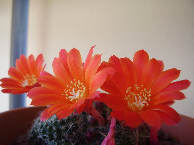 Rebutia fiebrigii 