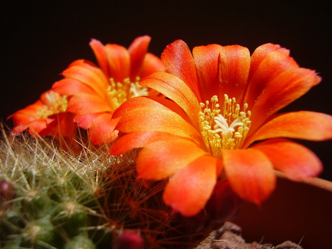 Rebutia fiebrigii 