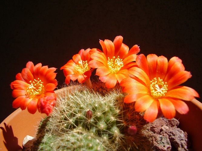 Rebutia fiebrigii 