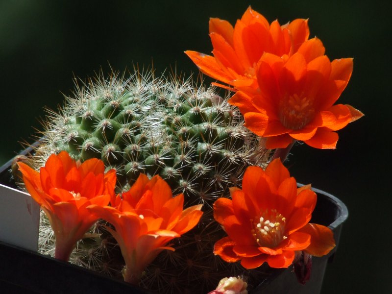 Rebutia fiebrigii MN140