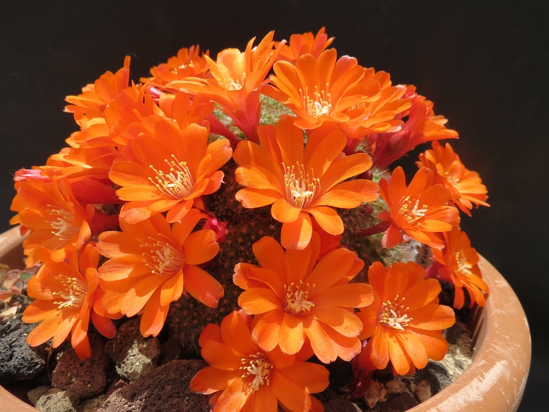 rebutia pulchella