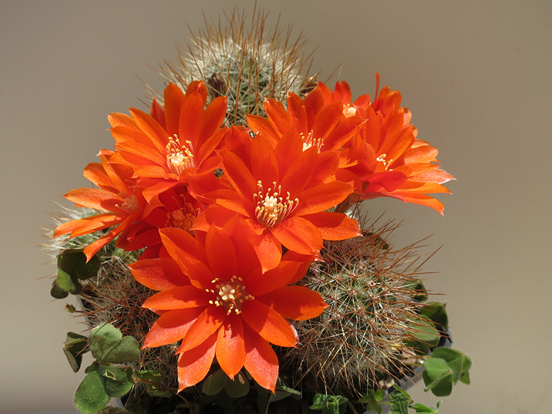 Rebutia spinosissima 