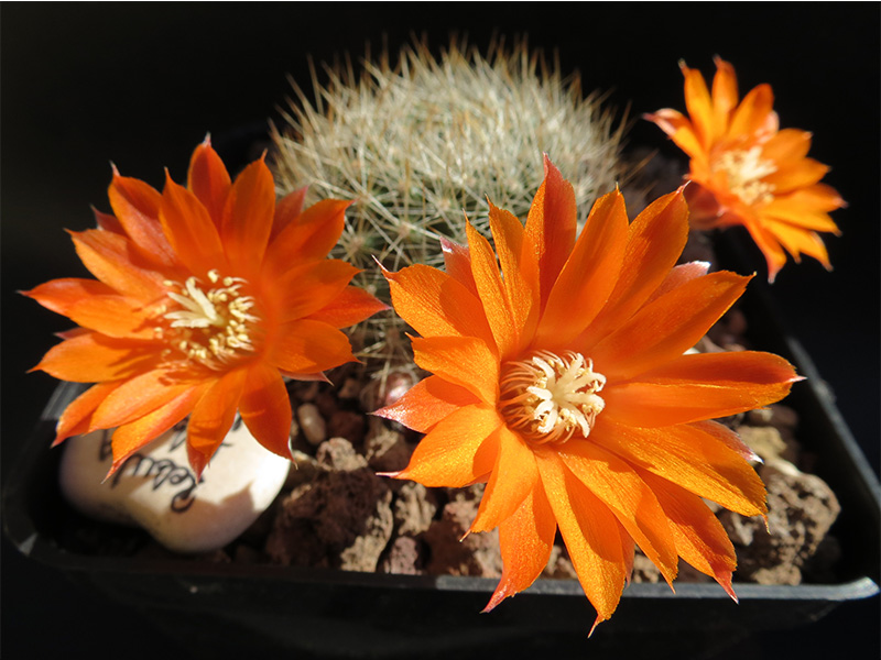 Rebutia flavistyla 