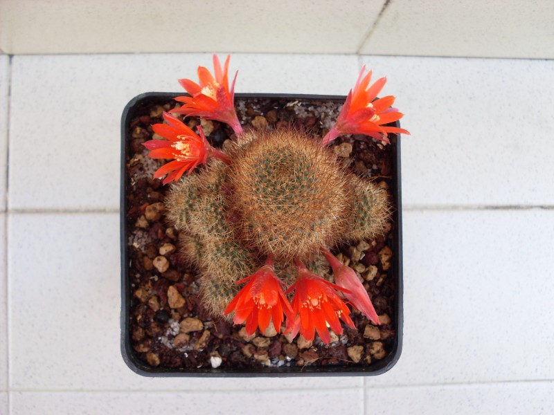 Rebutia fulviseta 