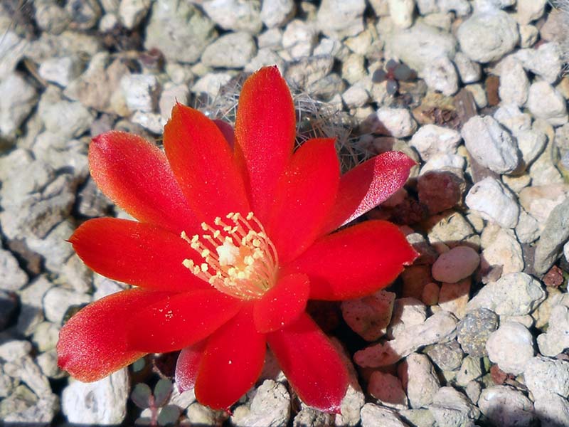 Rebutia gibbulosa 