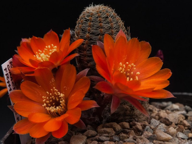 Rebutia gracilispina FR 1118