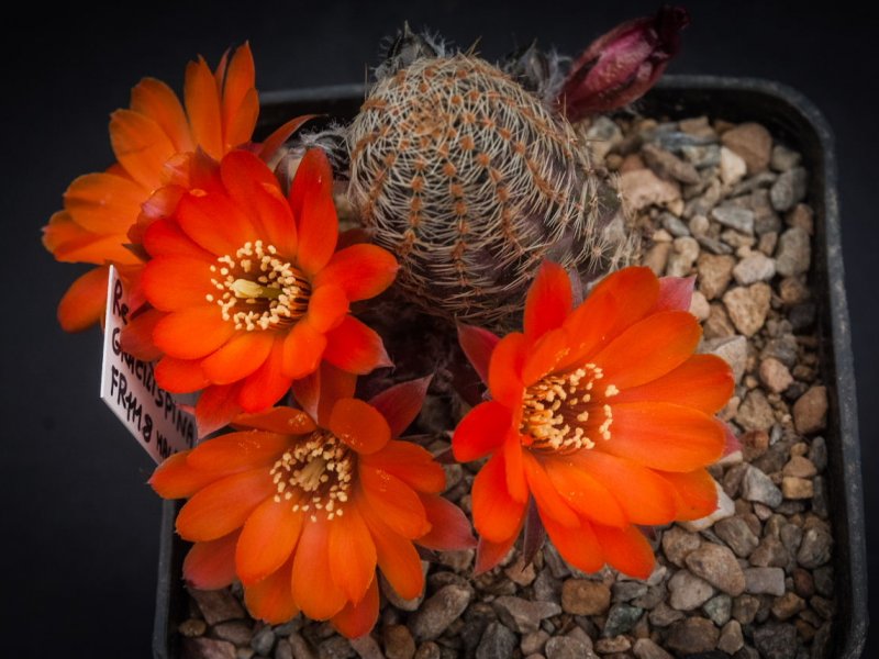 Rebutia gracilispina FR 1118