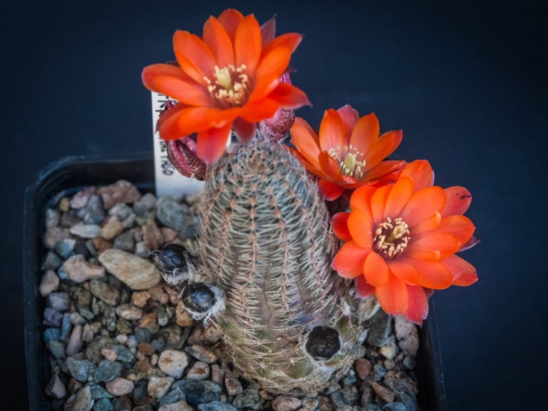 rebutia gracilispina