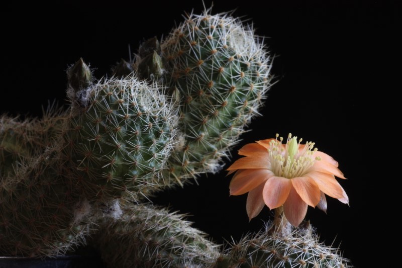 rebutia haagei ssp. mudanensis