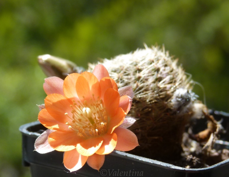 Rebutia haagei R 689