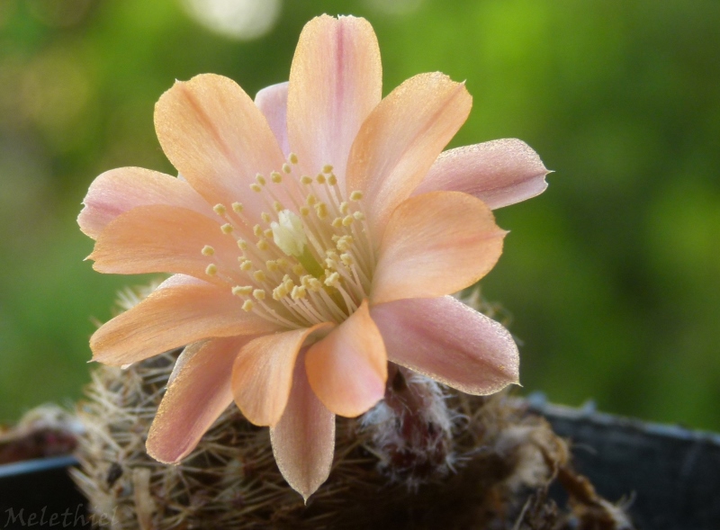 Rebutia haagei R 689