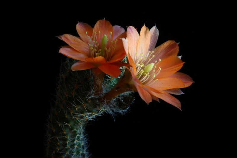 Rebutia haagei ssp. mudanensis 