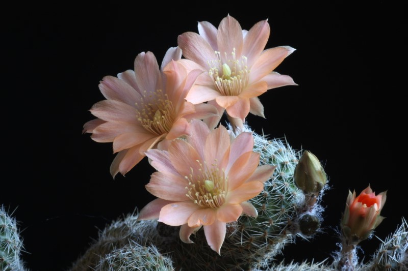 Rebutia haagei ssp. mudanensis 