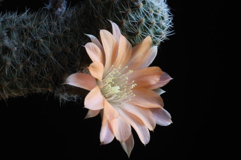 Rebutia haagei ssp. mudanensis 