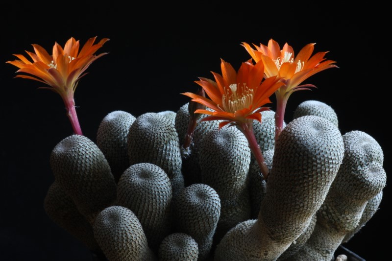 Rebutia heliosa 