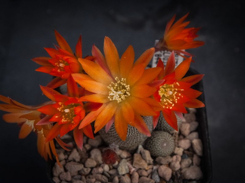 Rebutia heliosa KK 844