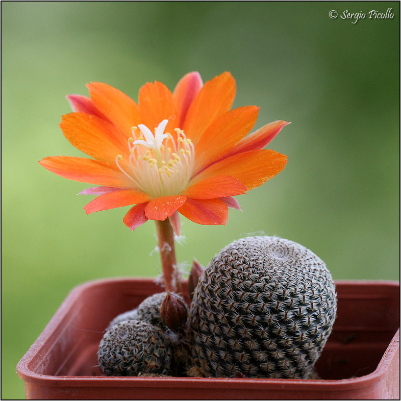 Rebutia heliosa 