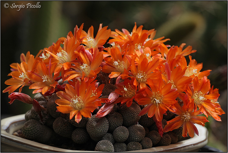 Rebutia heliosa 